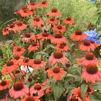 'Tanager' Coneflower | Echinacea hybrid