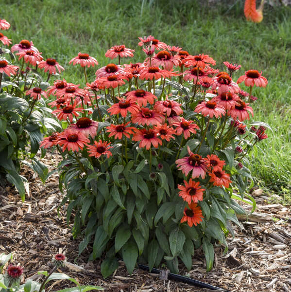 'Tanager' Coneflower | Echinacea hybrid