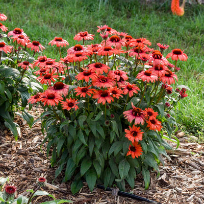 'Tanager' Coneflower | Echinacea hybrid