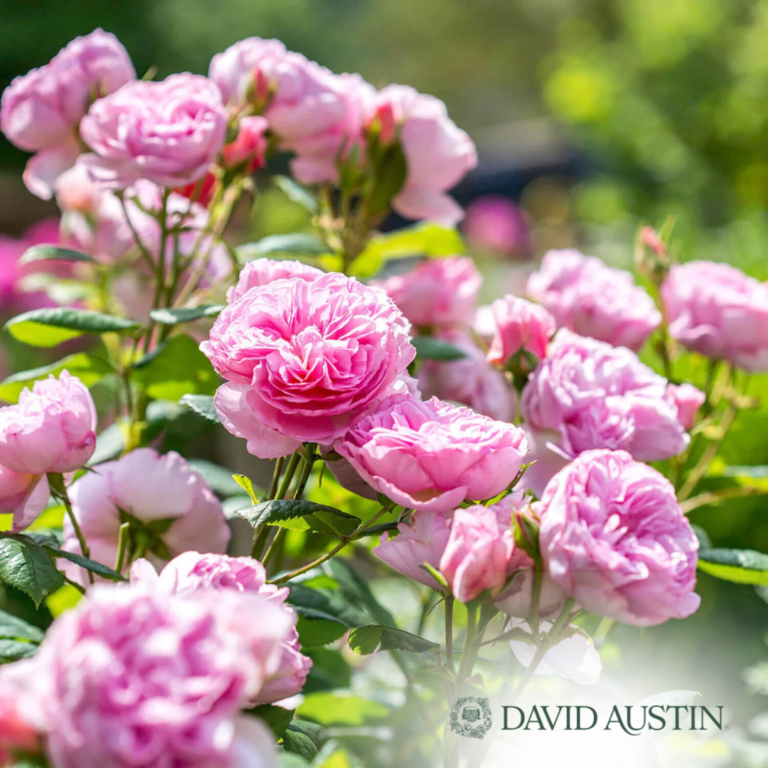 The Ancient Mariner Rose | Rosa – Mandy Spring Farm Nursery, Inc.