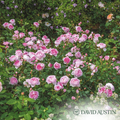 The Ancient Mariner Rose | Rosa