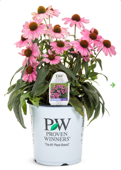 'The Fuchsia is Bright' Coneflower | Echinacea hybrid