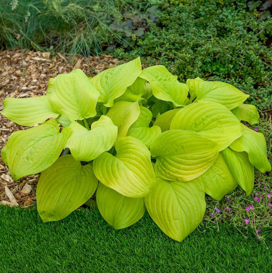 'Tortilla Chip' Hosta