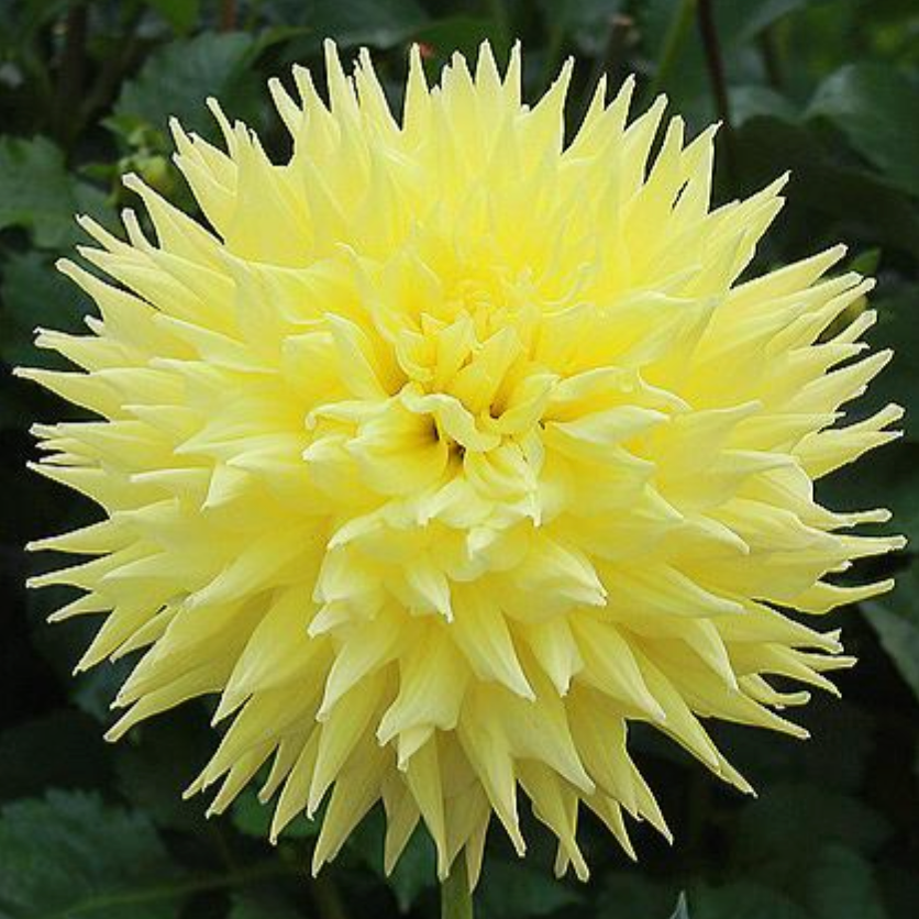 Dahlia Tubers