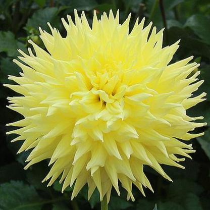 Dahlia Tubers