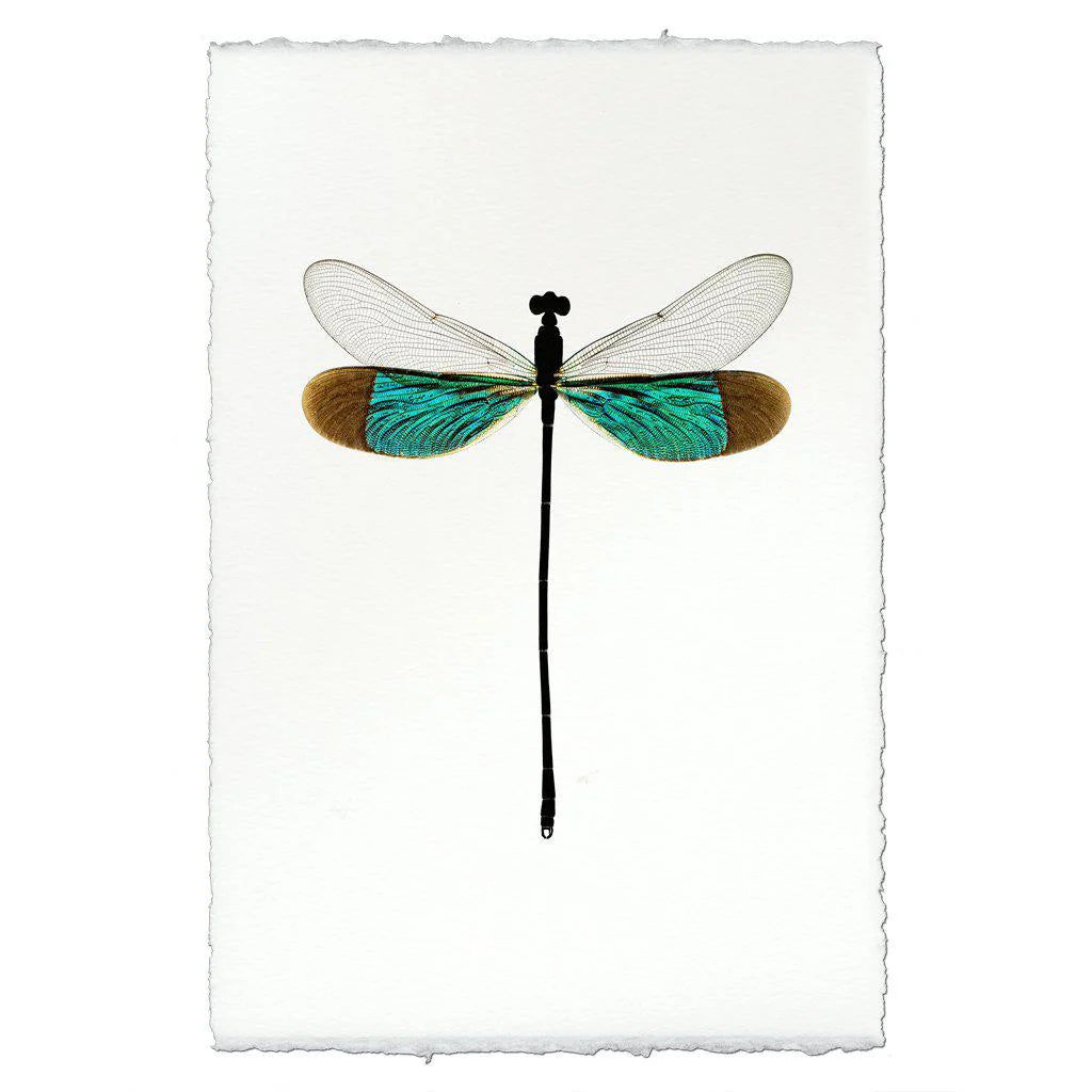 Insect Framed Prints - Barloga Studios