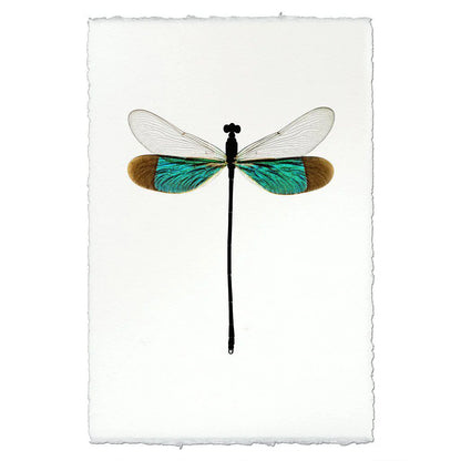 Insect Framed Prints - Barloga Studios