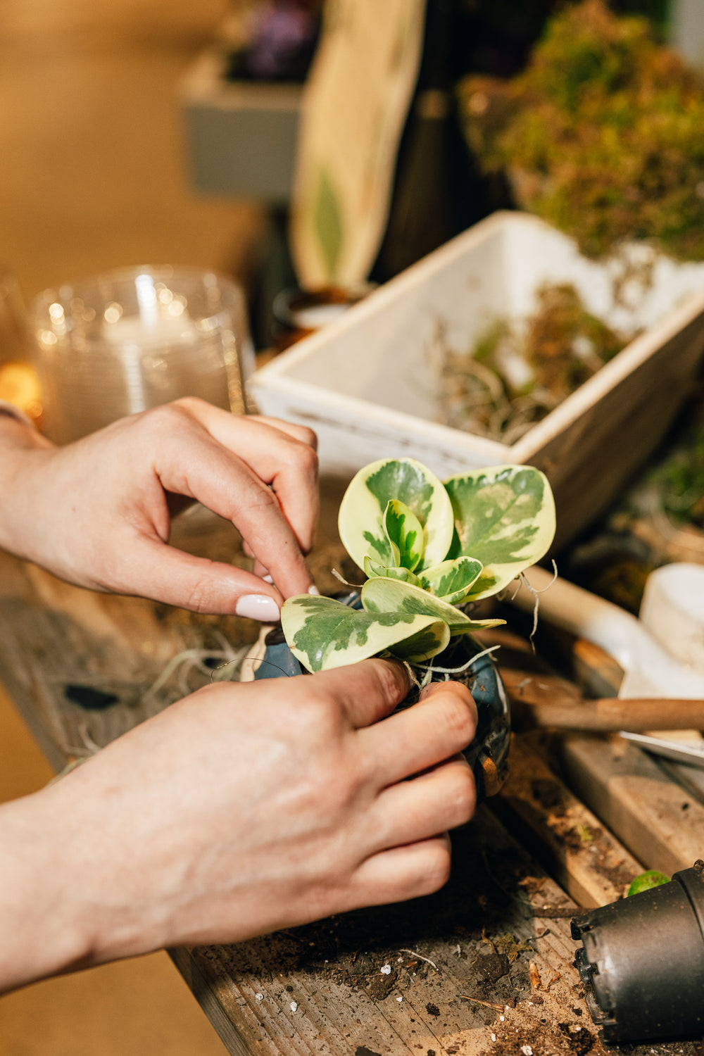 Healthy plants. Helpful people.