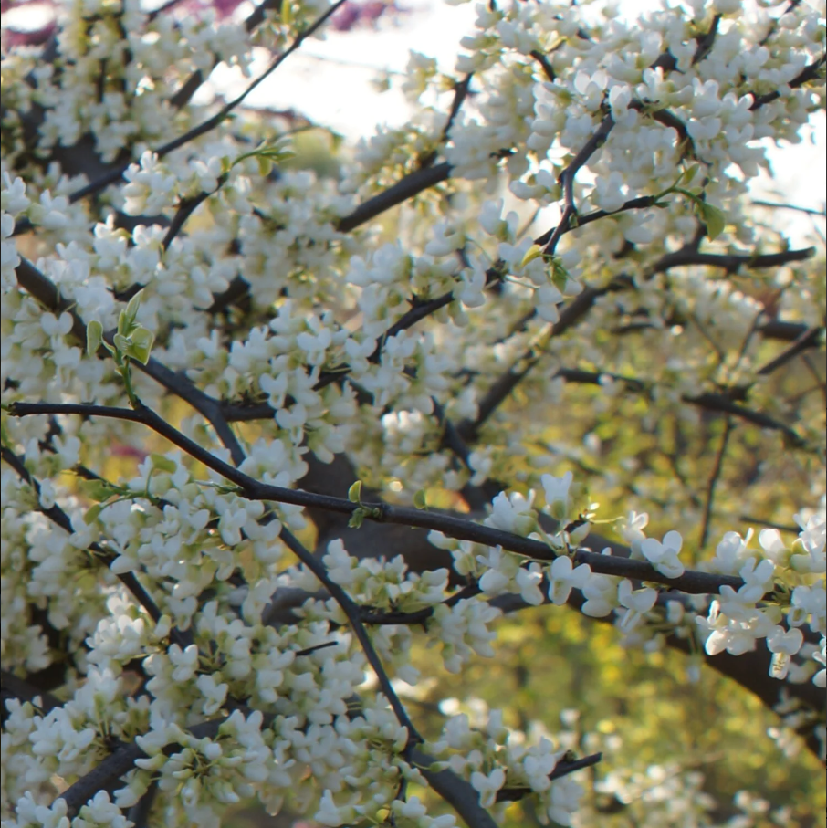 'Vanilla Twist' Weeping Redbud | Cercis canadensis