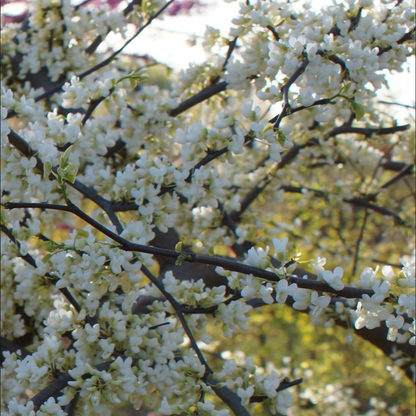'Vanilla Twist' Weeping Redbud | Cercis canadensis