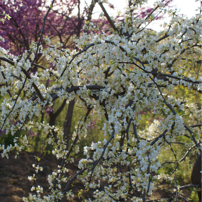'Vanilla Twist' Weeping Redbud | Cercis canadensis