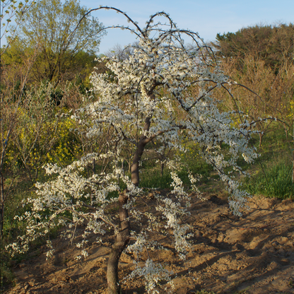 'Vanilla Twist' Weeping Redbud | Cercis canadensis