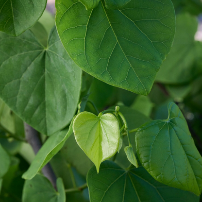 'Vanilla Twist' Weeping Redbud | Cercis canadensis
