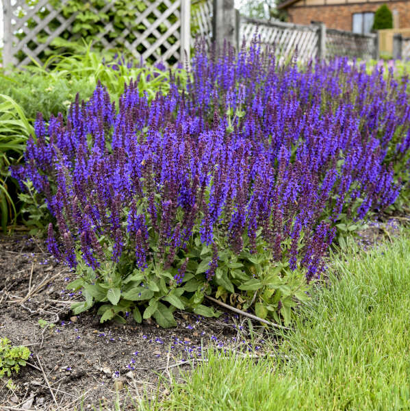 'Violet Profusion' Salvia | Salvia nemorosa
