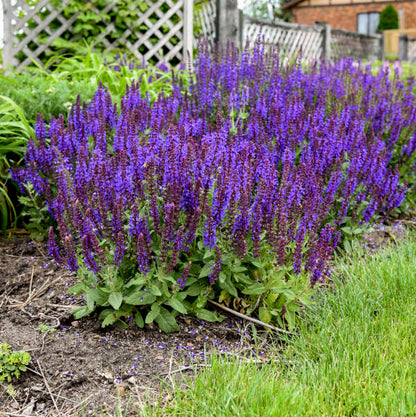 'Violet Profusion' Salvia | Salvia nemorosa