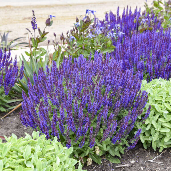 'Violet Profusion' Salvia | Salvia nemorosa