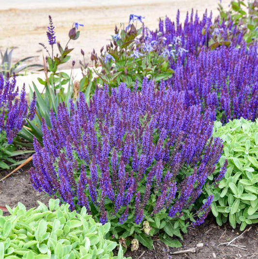 'Violet Profusion' Salvia | Salvia nemorosa