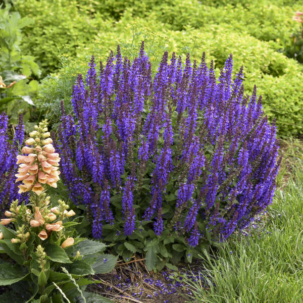 'Violet Profusion' Salvia | Salvia nemorosa
