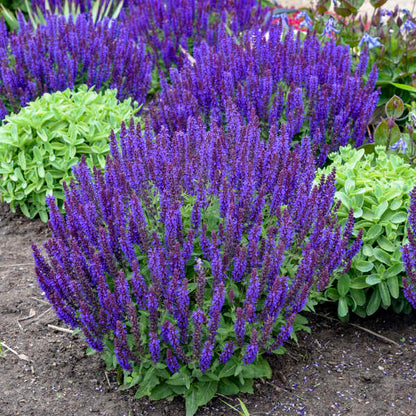 'Violet Profusion' Salvia | Salvia nemorosa