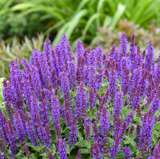 'Violet Profusion' Salvia | Salvia nemorosa