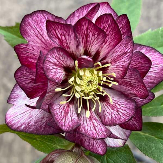'Whirlwind Romance' Lenten Rose | Hellebore