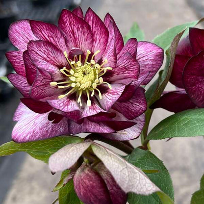 'Whirlwind Romance' Lenten Rose | Hellebore
