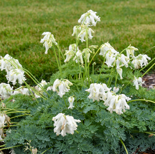 Sun Jewels™ 'White Diamonds' Fern-leaved Bleeding Heart Dicentra hybrid