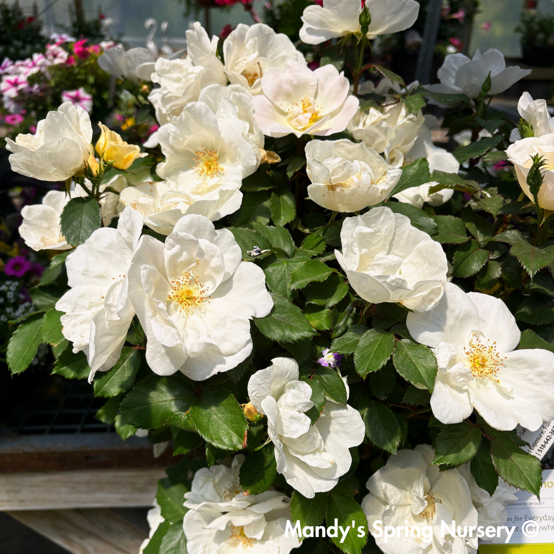 White Knock-Out Rose Tree-Form | Rosa