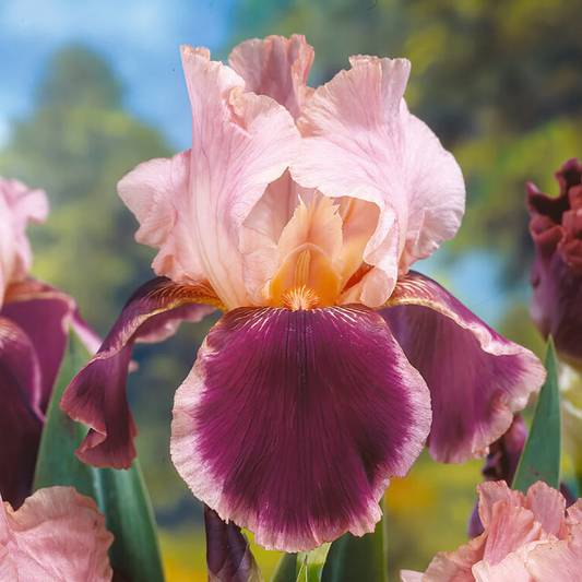 Wine & Roses Bearded Iris | Iris Germanica