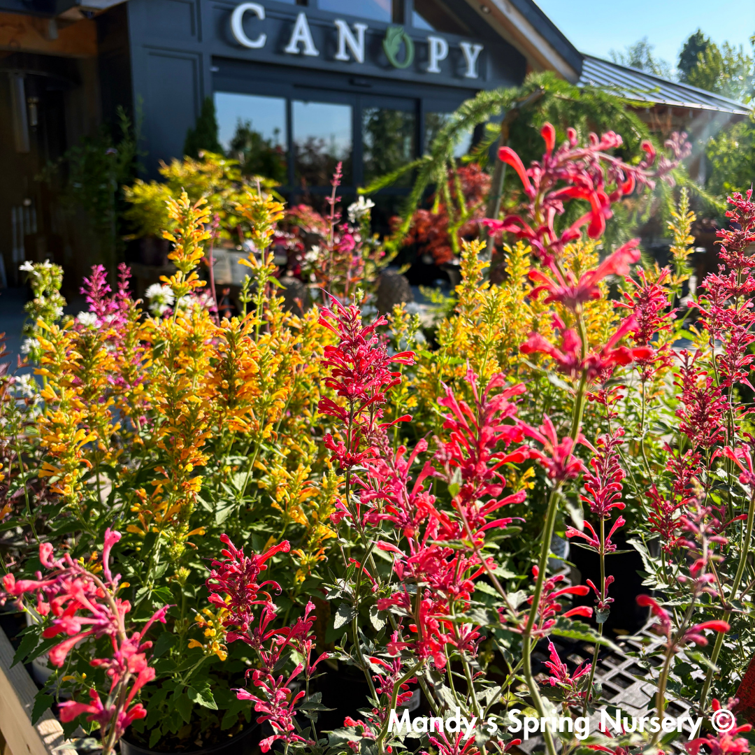 'Kudos™ Coral' Hummingbird Mint | Agastache