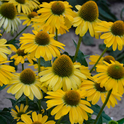'Yellow My Darling' Coneflower | Echinacea hybrid