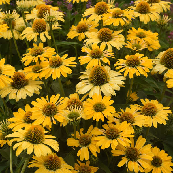 'Yellow My Darling' Coneflower | Echinacea hybrid