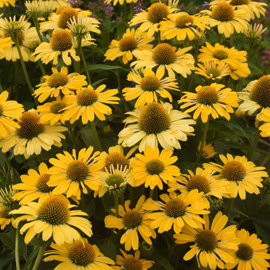 'Yellow My Darling' Coneflower | Echinacea hybrid