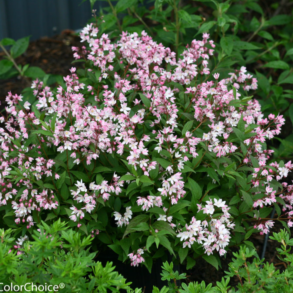Yuki Cherry Blossom® Deutzia