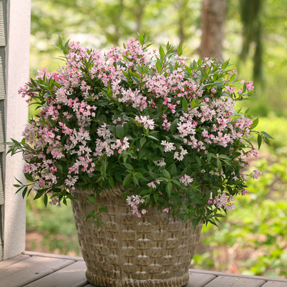 Yuki Cherry Blossom® Deutzia