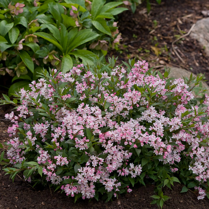 Yuki Cherry Blossom® Deutzia