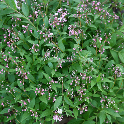 Yuki Cherry Blossom® Deutzia