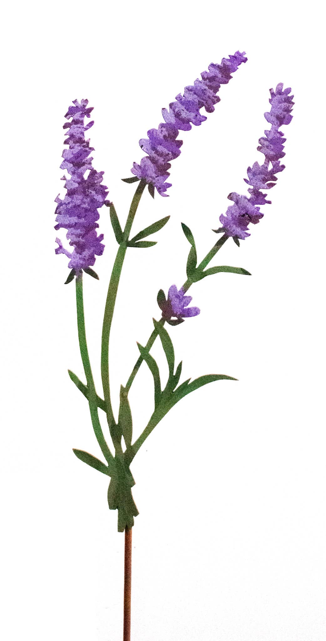 Lavender Pick -Painted