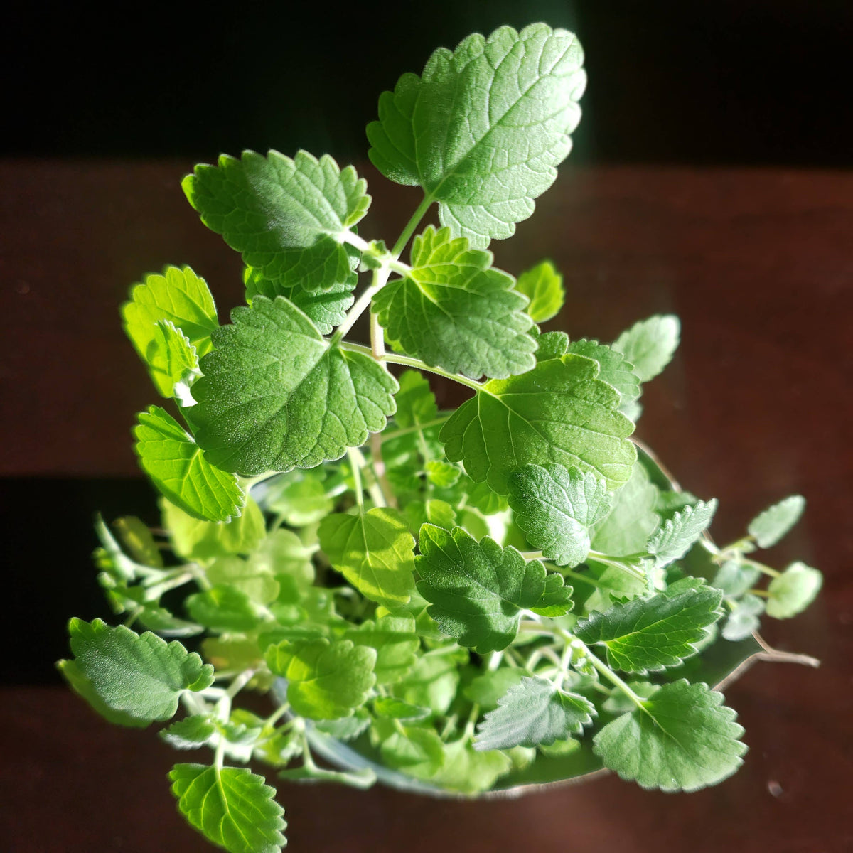 Garden Sprinkles Catnip | Organic Fall & Holiday Cat Treat