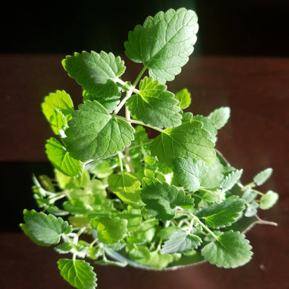 Garden Sprinkles Catnip | Organic Fall & Holiday Cat Treat