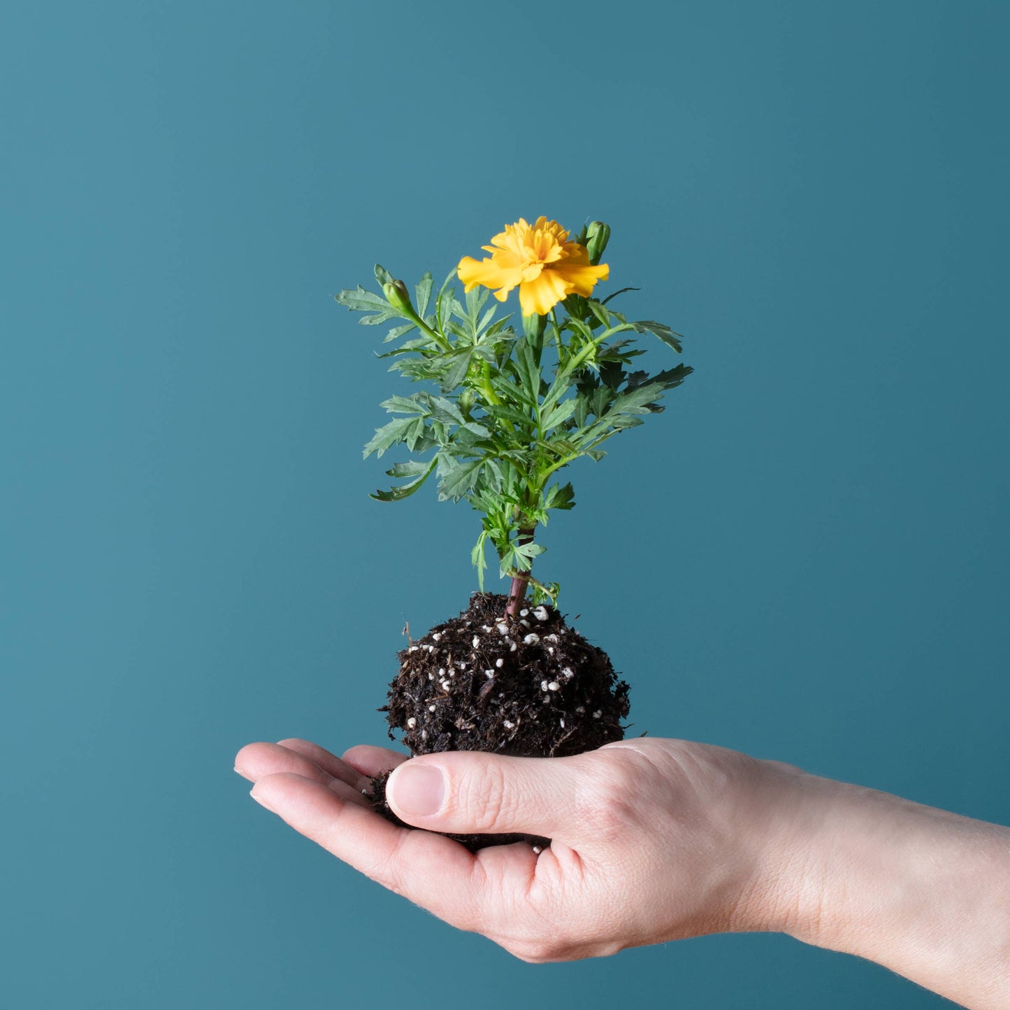 Blooming Lollipop (Eat, Plant & Grow an Herb/Flower)