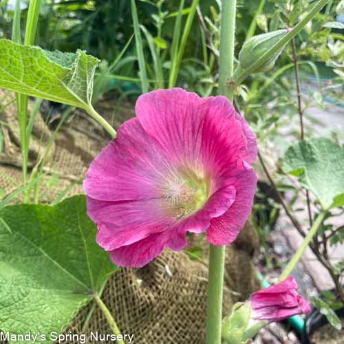 'Las Vegas' Fig Leaf Hollyhock | Alcea 'Las Vegas'