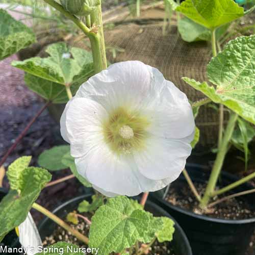 'Las Vegas' Fig Leaf Hollyhock | Alcea 'Las Vegas'