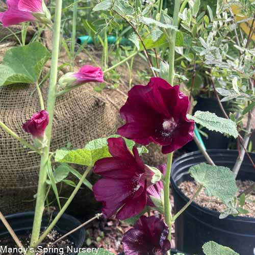 'Las Vegas' Fig Leaf Hollyhock | Alcea 'Las Vegas'