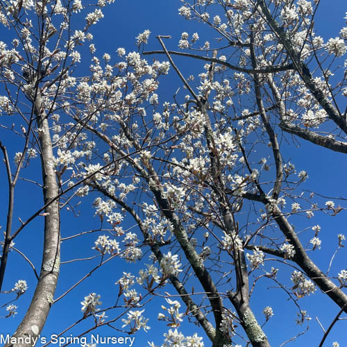 Autumn Brilliance Serviceberry (Shrub-Form) | Amelanchier x grandiflora 'Autumn Brilliance'