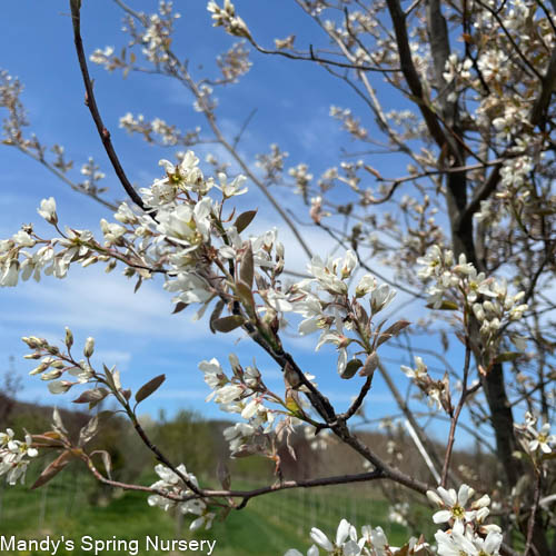 Autumn Brilliance Serviceberry (Shrub-Form) | Amelanchier x grandiflora 'Autumn Brilliance'