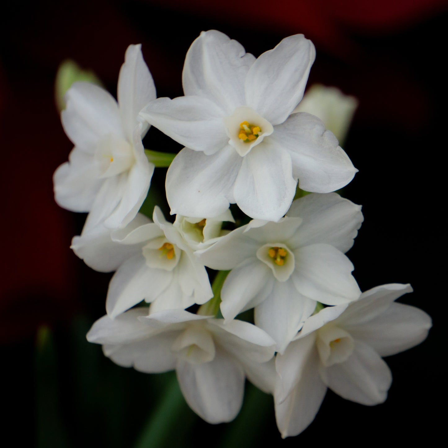 Narcissus Paperwhite 'Ziva' - Loose Bulbs