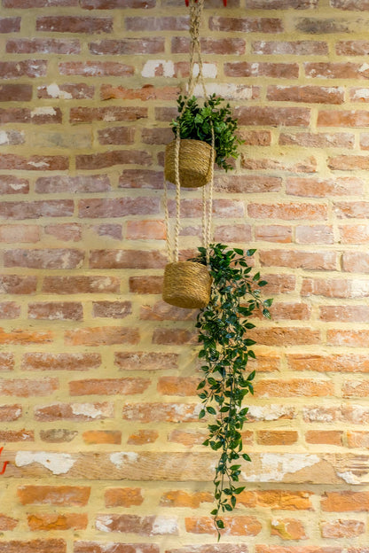 Double Hogla Hanging Planters (3") With Plastic Liner