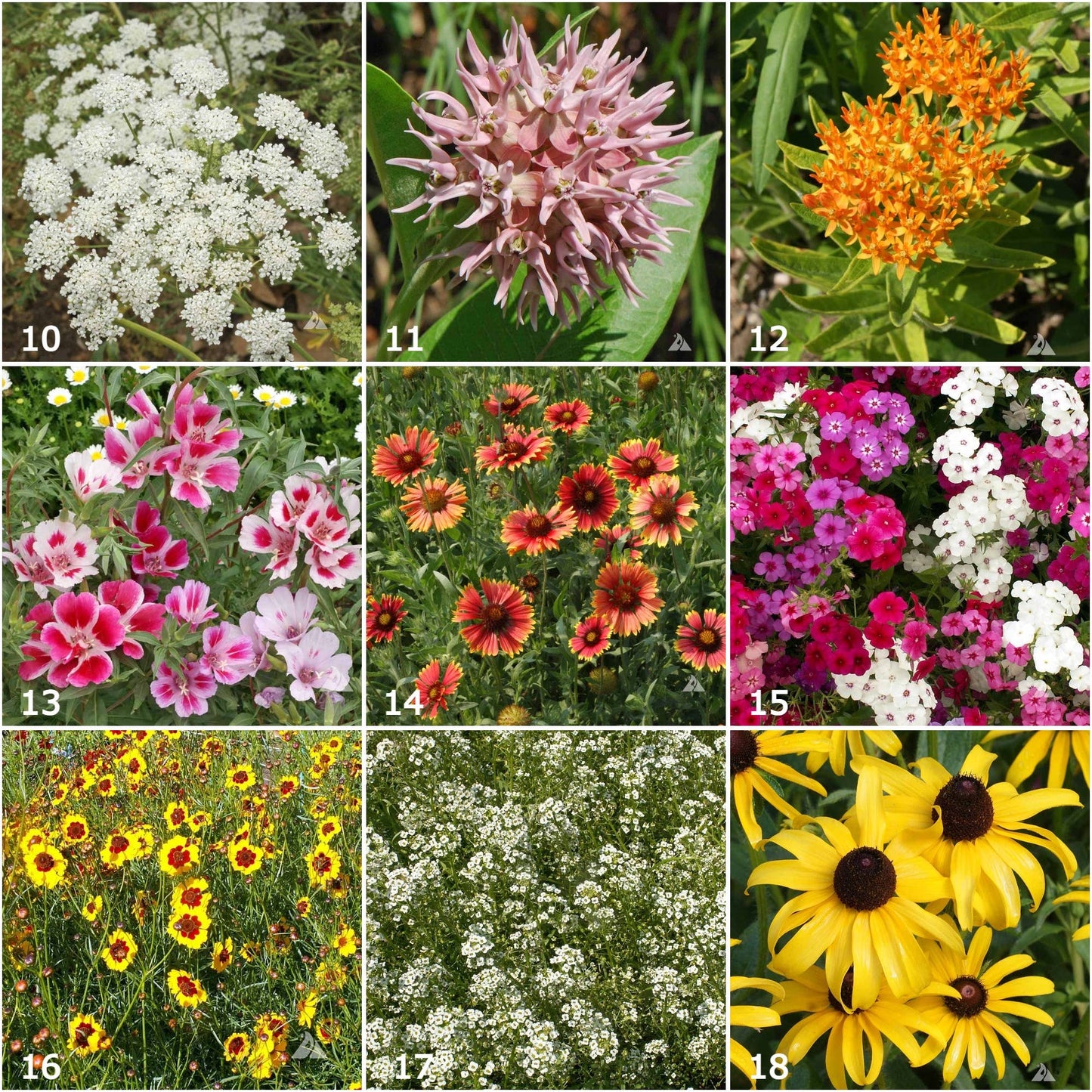 Kids Scatter Garden | Building Butterfly Habitat | Learning