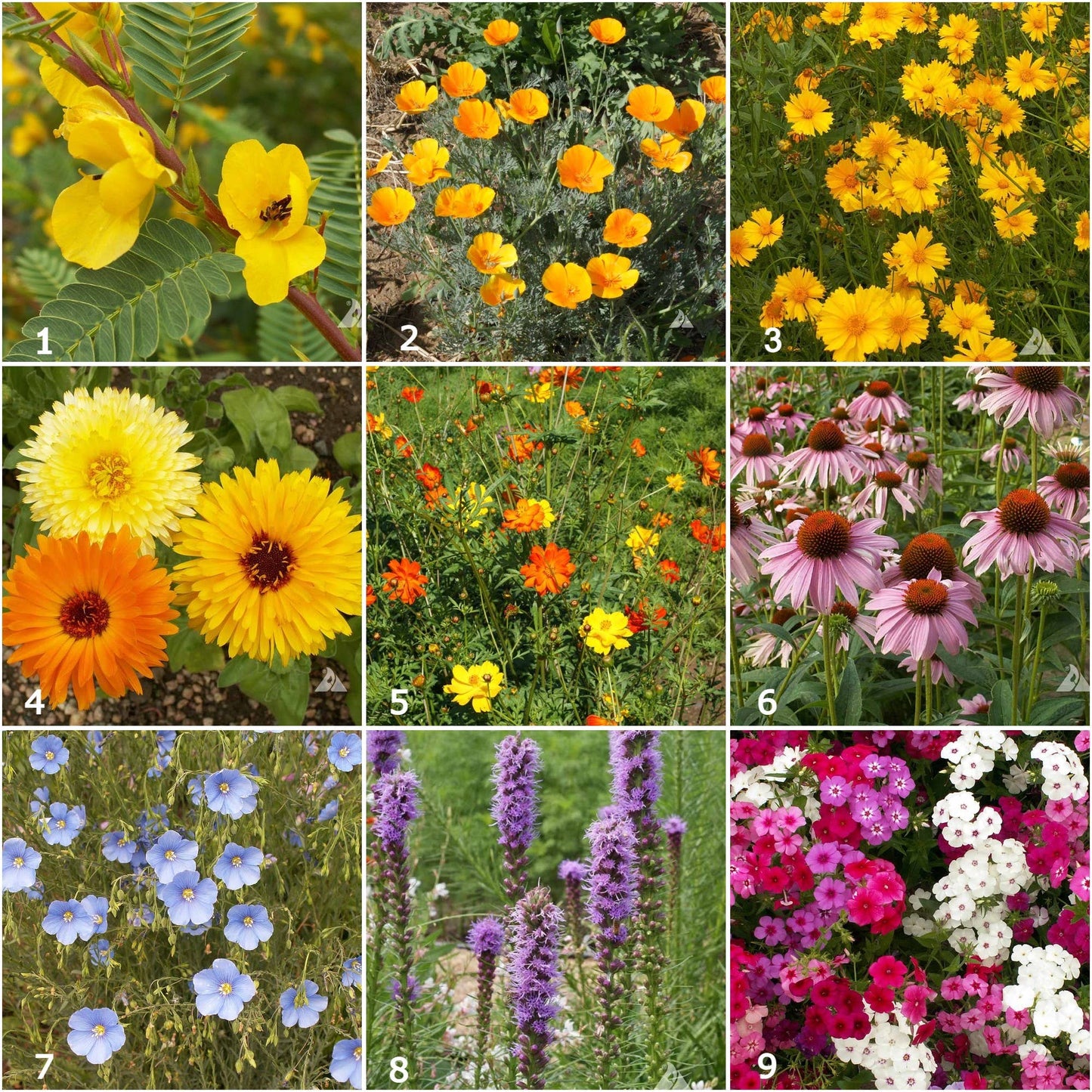 Scatter Garden | Songbird | Bird Lovers | Best Seller